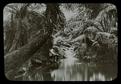 Piscina de pesca, Sassafras Gully de Archibald James Campbell